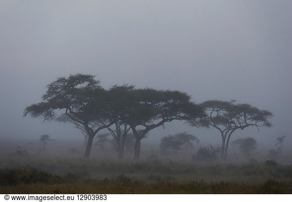 A rainstorm hits the plains of Serengeti  Seronera  Serengeti National Park  Tanzania
