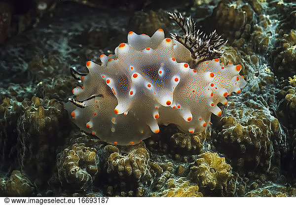 A rare Halgerda carlsoni nudibranch on coral in Madagascar.