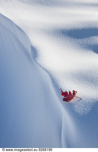 A red autumnal coloured maple leaf against snow.