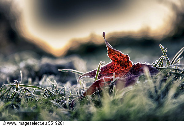 A red-coloured autumn leaf lying on the ground is covered in hoarfrost