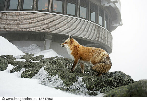 A red fox on the summit of Mt. Washington.