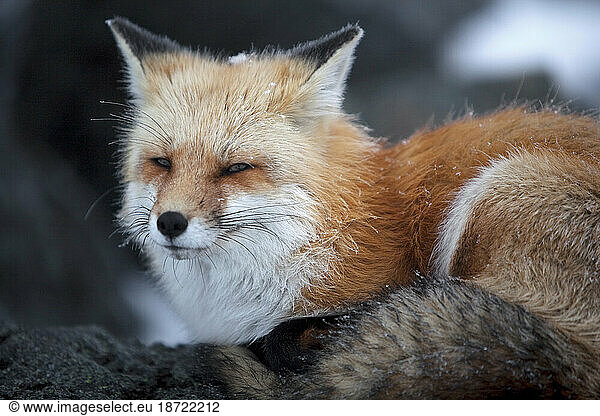 A red fox on the summit of Mt. Washington.