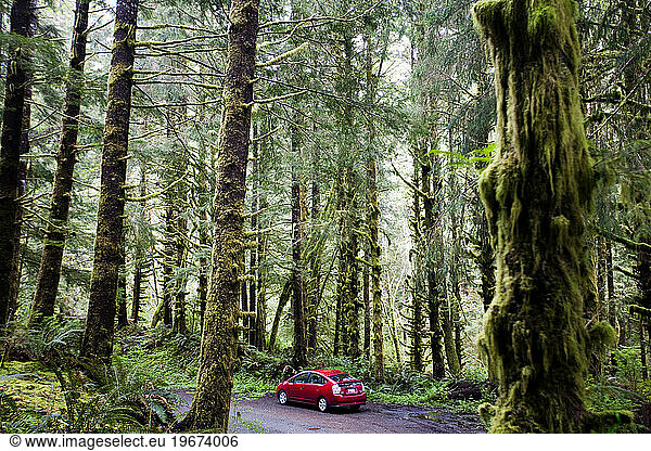 A red hybrid vehicle sits in a mossy  green forest.