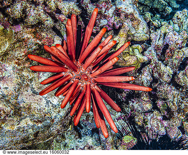 A Red Slate Pencil Urchin (Heterocentrotus mamillatus) rests on Molokini Backwall which is located offshore of Maui; Hawaii  United States of America