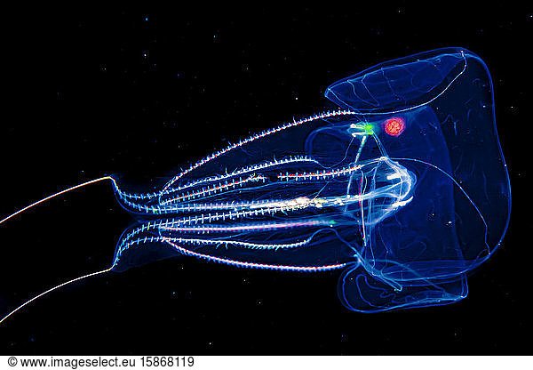A Red-Spot Comb Jelly (Eurhamphaea vexilligera) passes by during a blackwater dive off the Kona coast  the Big Island; Island of Hawaii  Hawaii  United States of America