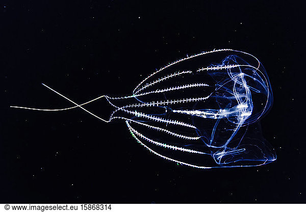 A Red-Spot Comb Jelly (Eurhamphaea vexilligera) passes by during a blackwater dive off the Kona coast  the Big Island; Island of Hawaii  Hawaii  United States of America