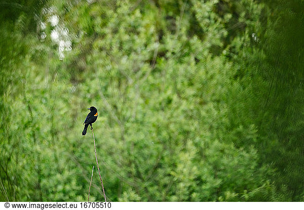 A Red-Winged Blackbird perched on a stick in the forest