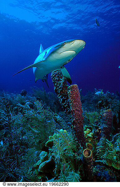 A REEF SHARK Carcharhinus perezi AND TUBE SPONGES ON A REEF IN THE BAHAMAS