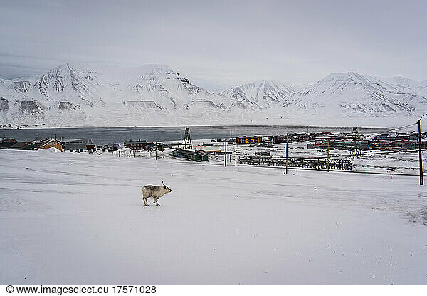 A reindeer runs near Longyearbyen