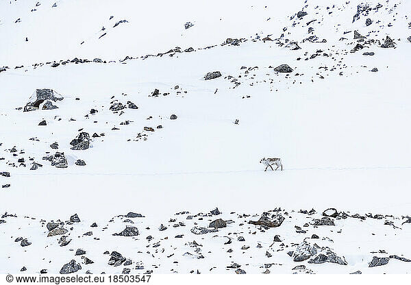 a reindeer walks in a winter landscape in the Spitsbergen mountains