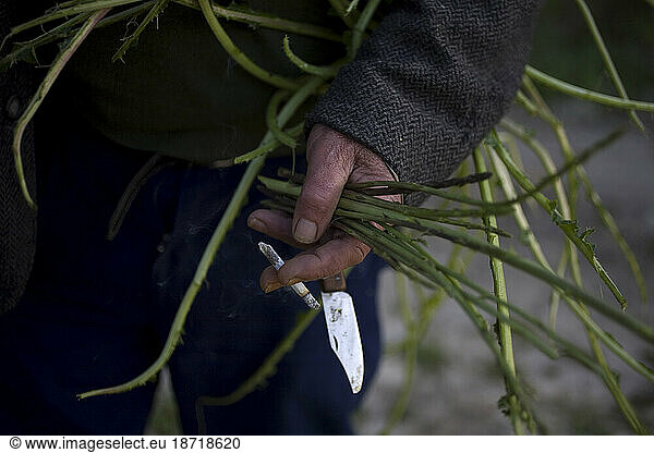 A retiree picks wild asparagus in Prado del Rey  Cadiz province  Andalusia  Spain.