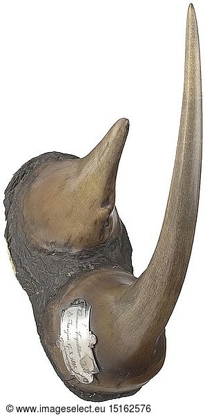 A rhinoceros horn trophy  East Africa  19th century Excellently preserved pair of horns (front and extraordinarily large back horn) of a stately male black rhinoceros (diceros bicornis). Horns with finely polished surface  the front horn with riveted silver plaque 'Kilimara-Expedition-Kolb Tanjai 17.X.1895.' Both horns on a base made from the animal's skin. Length of horns (each measured along the external curve) 69 cm (front horn) and 32 cm (back horn)  circumference of the horn bases 59 cm (front horn) and 54 cm (back horn)  total weight of the trophy (incl. base) 6 000 g. No details can be given on the exact weight of the horns  as they are firmly attached to the base. CITES certificates available. Please note that this lot cannot be shipped from Germany to any country outside the EU. historic  historical  hunt  hunts  hunting  utensil  piece of equipment  utensils  trophies  object  objects  stills  clipping  clippings  cut out  cut-out  cut-outs  19th century