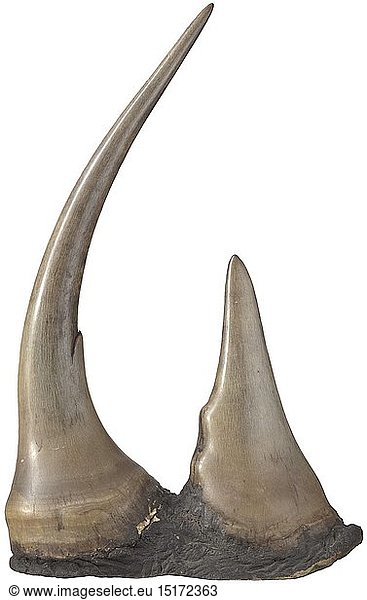 A rhinoceros horn trophy  East Africa  19th century Excellently preserved pair of horns (front and extraordinarily large back horn) of a stately male black rhinoceros (diceros bicornis). Horns with finely polished surface  the front horn with riveted silver plaque 'Kilimara-Expedition-Kolb Tanjai 17.X.1895.' Both horns on a base made from the animal's skin. Length of horns (each measured along the external curve) 69 cm (front horn) and 32 cm (back horn)  circumference of the horn bases 59 cm (front horn) and 54 cm (back horn)  total weight of the trophy (incl. base) 6 000 g. No details can be given on the exact weight of the horns  as they are firmly attached to the base. CITES certificates available. Please note that this lot cannot be shipped from Germany to any country outside the EU. historic  historical  hunt  hunts  hunting  utensil  piece of equipment  utensils  trophies  object  objects  stills  clipping  clippings  cut out  cut-out  cut-outs  19th century