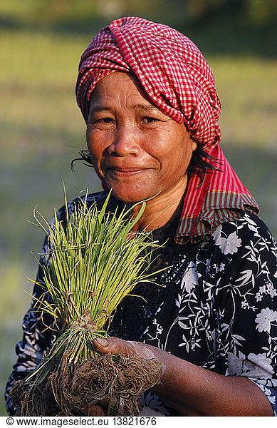 A rice field worker holding rice stalks