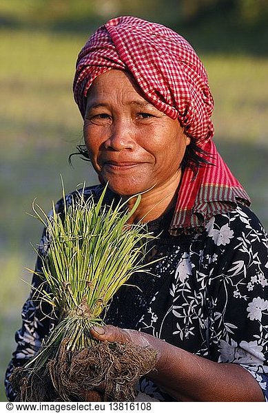 A rice field worker holding rice stalks  Cambodia