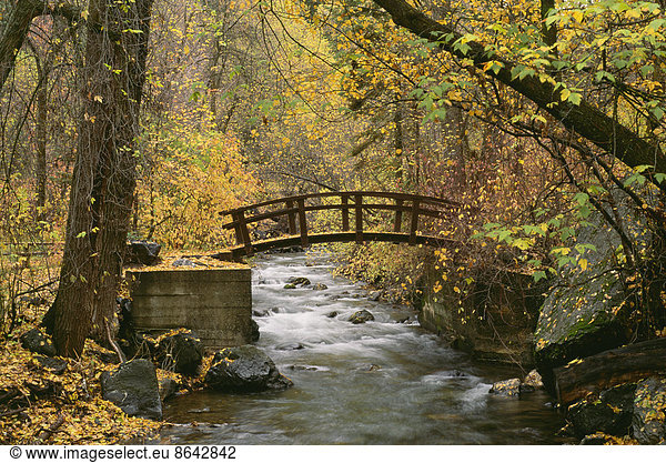 A river running through American Fork Canyon. Small wooden bridge. Autumn foliage  and fallen leaves.