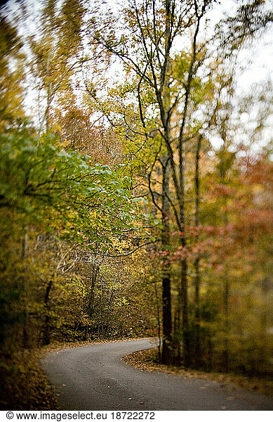A road curves through the woods  Arkansas. (selective focus)