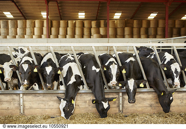 A row of cattle feeding on hay in an open barn on a farm