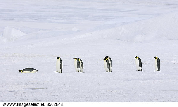 A row of Emperor penguins walking across the ice and snow  in single file. One lying on its stomach sliding along.