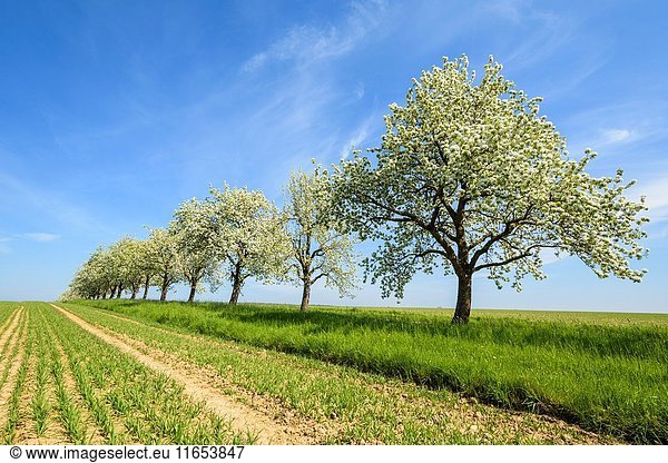 A row of pear trees in Spring  Bad Mergentheim  Baden-Wurttemberg  Germany.