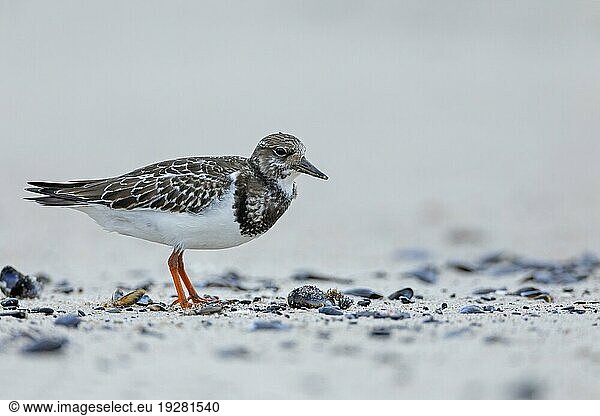 A Ruddy Turnstone tries to get the remains of the mussel meat A Ruddy Turnstone tries to get the remains of the mussel meat