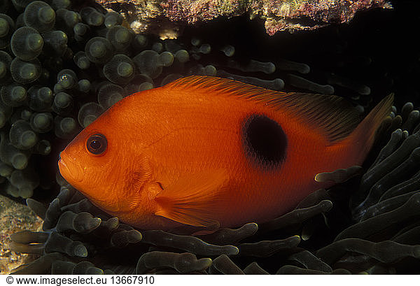 A saddle anemonefish on a reef in Thailand.