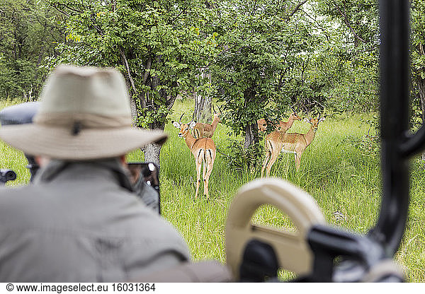 A safari guide looking at impala from safari vehicle  Botswana