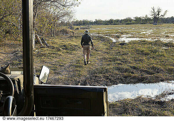 A safari guide walking ahead of a jeep  across delta marshes.