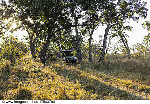 A safari vehicle on a dirt road through trees  Okavango Delta