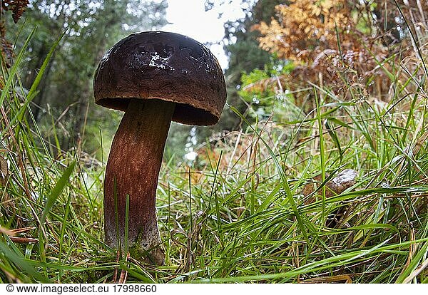 A scarletina bolete (Boletus luridiformis) (formely B. erythropus) growing in an open grassy ride through mixed woodland in Clumber Park  Nottinghamshire