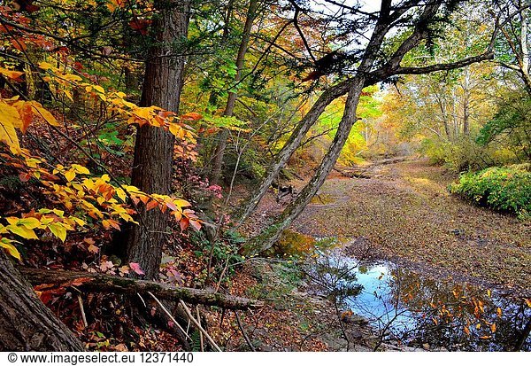 A scene in autumn  Pennsylvania  USA.