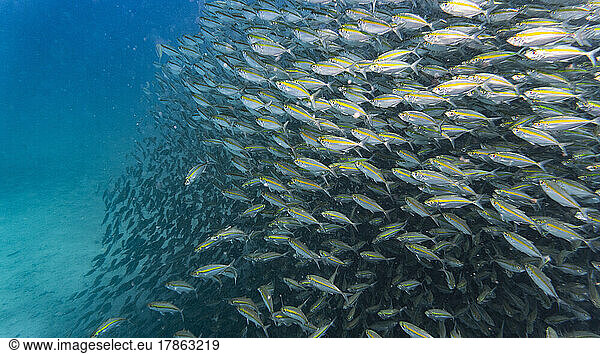 a school of fusilier fish of the coast of Thailand