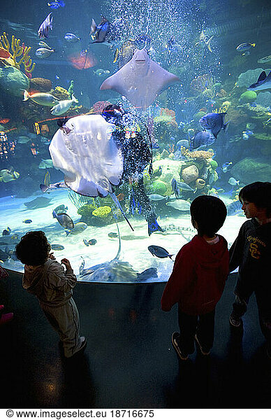 A scuba diver feeds manta ray as 3 kids look into the aquarium in a Las Vegas casino on 1/10/2010