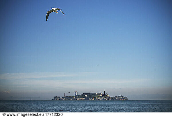 A Seagull Takes Flight Over San Francisco Bay With Alcatraz Island In The Background; San Francisco  California  United States Of America