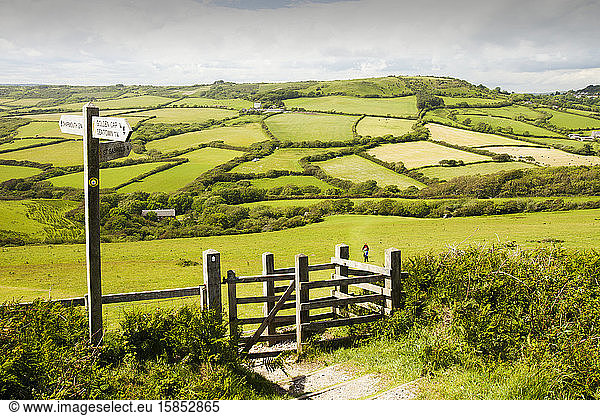 A section of the South West Coast Path near Charmouth in Dorset  UK  with typical Dorset rolling countryside.
