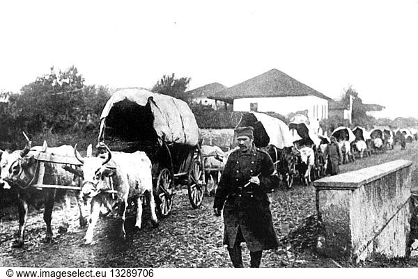 A Serbian supply train of bullock carts. Austro-Hungary invaded Serbia in July 1914.