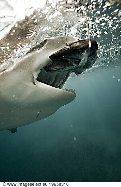 A shark opens mouth to bite baitfish at the surface