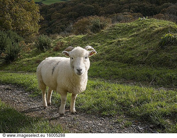 A sheep in Exmoor National Park  Somerset  England.