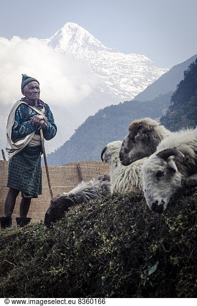 A shepherd and his sheep with Hiunchuli  6441m  in the background  Landruk  Annapurna Conservation Area  Nepal  Asia