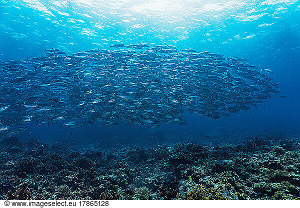 a shoal of Travelly fish at Tubbataha Reef in the Philippines