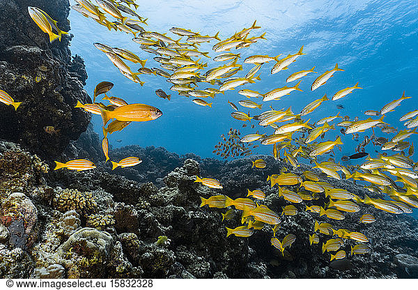 a shoal of yellow snappers at the great barrier reef