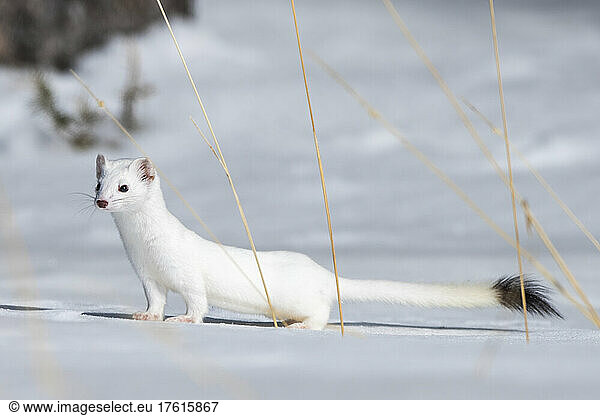 A short-tailed weasel (Mustela erminea) camouflaged in its white winter coat  looking out over the snow covered landscape; Montana  United States of America