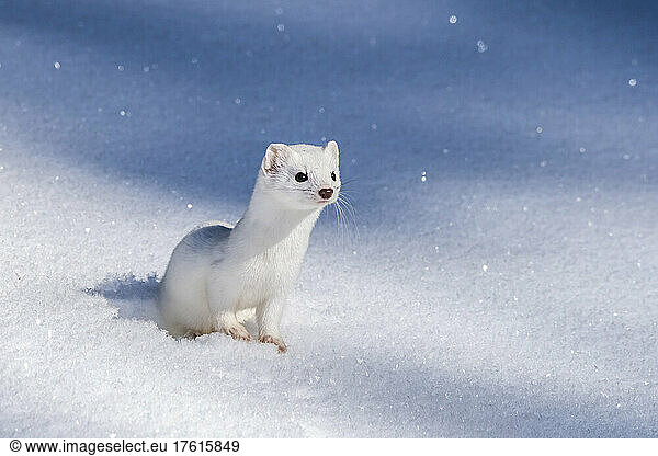 A short-tailed weasel (Mustela erminea) camouflaged in its white winter coat  looking out over the snow; United States of America