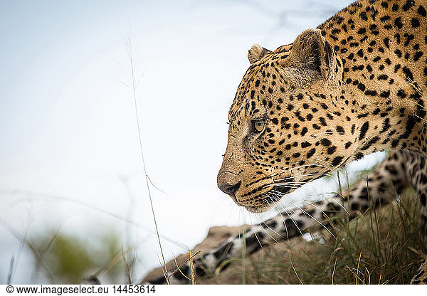 A side profile of a leopard's head  Panthera pardus  looking away  tail and blue sky in background