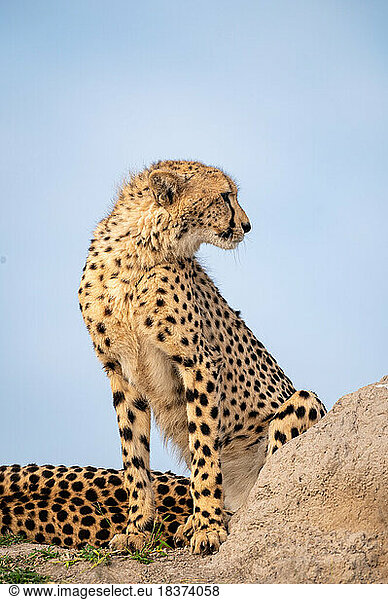 A side profile of a young cheetah  Acinonyx jubatus.