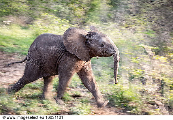 A side profile of an elephant calf  Loxodonta africana  running through greenery  motion blur