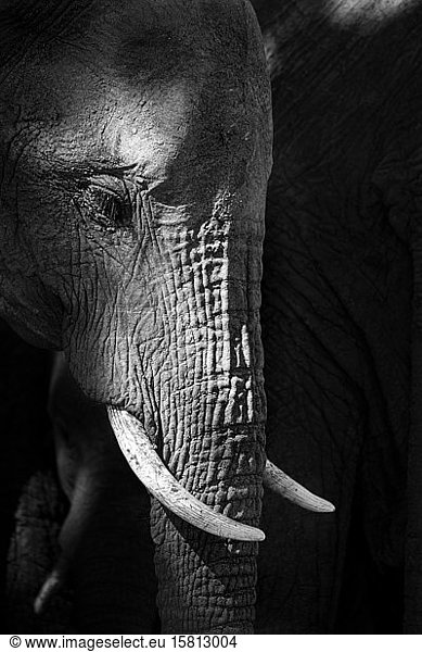 A side profile of an elephant's head  Loxodonta africana  looking out of frame  in black and white