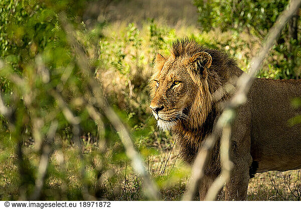 A side profile view of a male lion  Panthera leo.