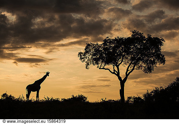 A silhouette of a giraffe  Giraffa camelopardalis giraffa  by a single tree against an orange sunset