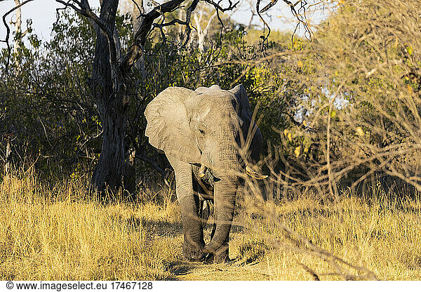 A single animal  loxodonta africanus  a mature African elephant.